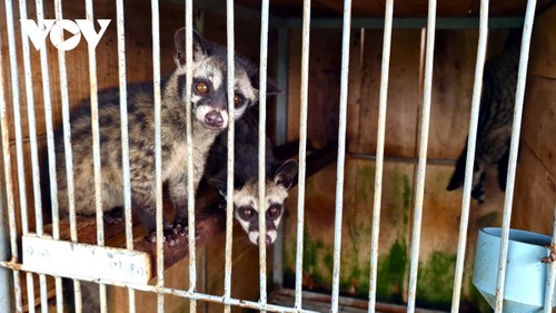 Ca Mau farmer prospers from raising ferrets - ảnh 2