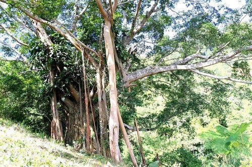 959 ironwood trees recognized as Vietnam Heritage Trees - ảnh 1