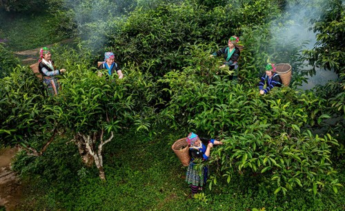 Behind the Brew: Secrets that make Suoi Giang’s Shan Tuyet tea special - ảnh 3