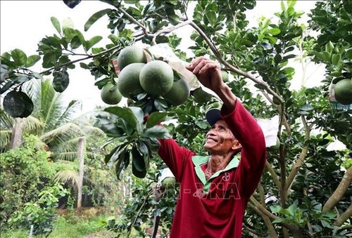 Vietnamese goods enjoy tariff cut in Dutch market - ảnh 1