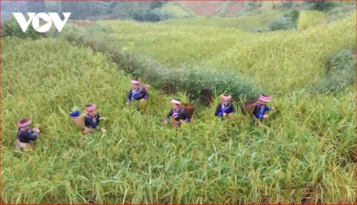 Dao ethnic Party member leads by example in Thai Nguyen’s Dao community  - ảnh 2