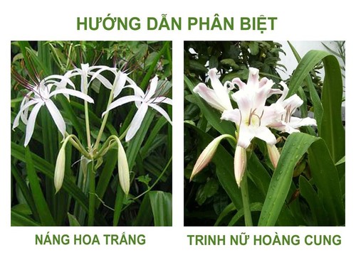  Phân biệt giữa cây trinh nữ hoàng cung và các cây thuộc họ náng khác - ảnh 1