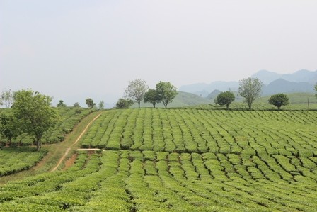 Du lịch trải nghiệm trên cao nguyên Mộc Châu - ảnh 3