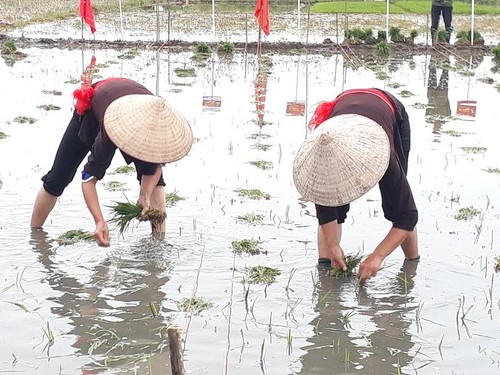    Đặc sắc lễ hội xuống đồng của người dân thị xã Quảng Yên, tỉnh Quảng Ninh - ảnh 2