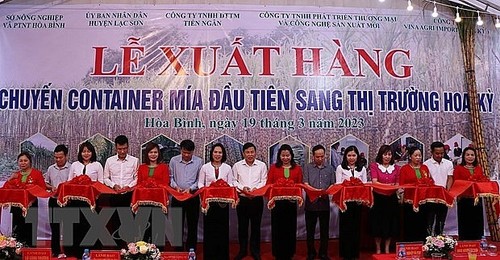 Tỉnh Hòa Bình xuất khẩu lô hàng mía tươi đầu tiên sang Hoa Kỳ  - ảnh 1