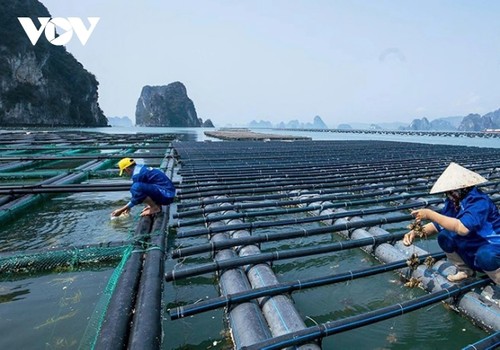 Quảng Ninh nuôi trồng thủy sản thích ứng với thiên tai - ảnh 2