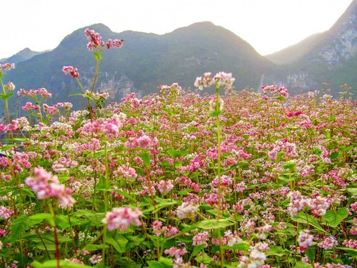 Thu rồi, xách xe lên Hà Giang thôi - ảnh 4