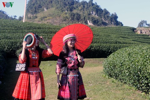 Mộc Châu đẹp ngỡ ngàng những ngày cuối năm - ảnh 2