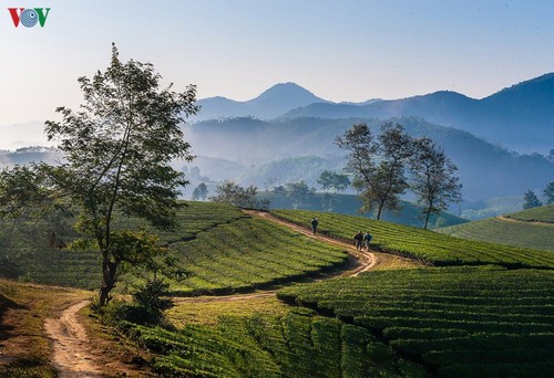 Đồi chè Long Cốc đẹp mê hồn trong ánh bình minh - ảnh 6