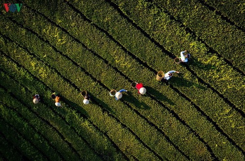 Đồi chè Long Cốc đẹp mê hồn trong ánh bình minh - ảnh 4