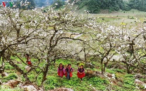 Hoa mận bung sắc phủ trắng cao nguyên Mộc Châu - ảnh 3