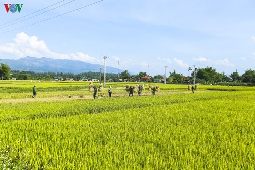 Đẹp ngỡ ngàng “Mùa vàng” trên cánh đồng Mường Thanh - ảnh 10