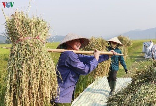 Đẹp ngỡ ngàng “Mùa vàng” trên cánh đồng Mường Thanh - ảnh 11