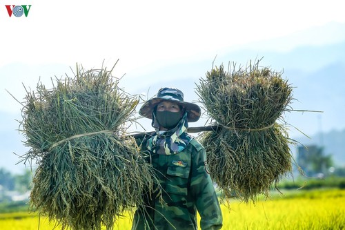 Đẹp ngỡ ngàng “Mùa vàng” trên cánh đồng Mường Thanh - ảnh 12