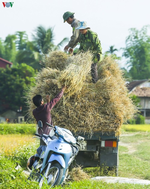 Đẹp ngỡ ngàng “Mùa vàng” trên cánh đồng Mường Thanh - ảnh 14