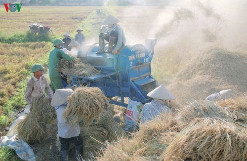 Đẹp ngỡ ngàng “Mùa vàng” trên cánh đồng Mường Thanh - ảnh 17