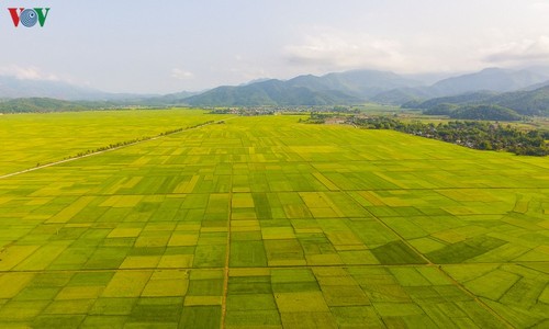 Đẹp ngỡ ngàng “Mùa vàng” trên cánh đồng Mường Thanh - ảnh 1