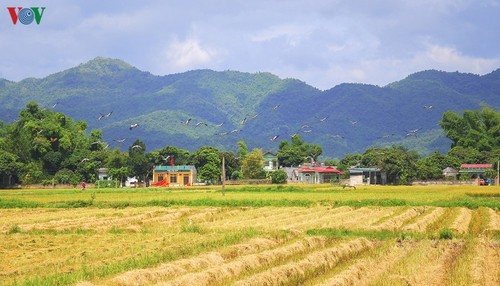 Đẹp ngỡ ngàng “Mùa vàng” trên cánh đồng Mường Thanh - ảnh 19