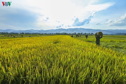 Đẹp ngỡ ngàng “Mùa vàng” trên cánh đồng Mường Thanh - ảnh 2