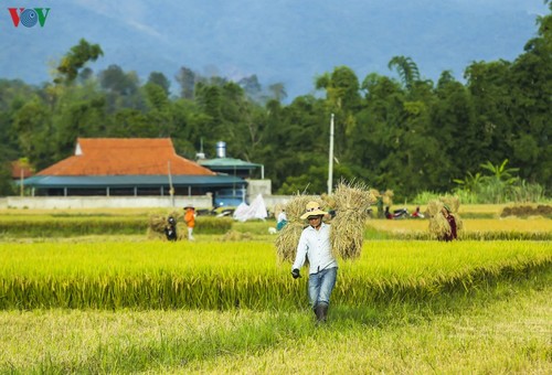 Đẹp ngỡ ngàng “Mùa vàng” trên cánh đồng Mường Thanh - ảnh 7