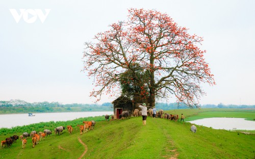 Tháng ba, hoa gạo khoe sắc thắm bên bờ sông Thương - ảnh 4