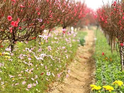 Primavera en la aldea de flores de Nhat Tan - ảnh 1