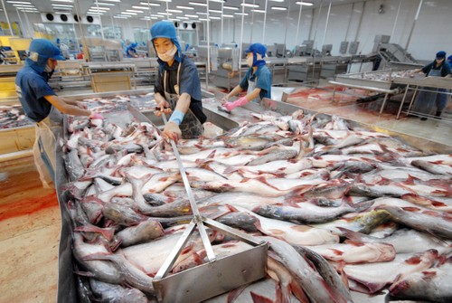 Proteccionismo de Estados Unidos daña exportación de pescados de Vietnam - ảnh 2