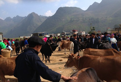 Característico bazar de animales domésticos de Ha Giang - ảnh 1