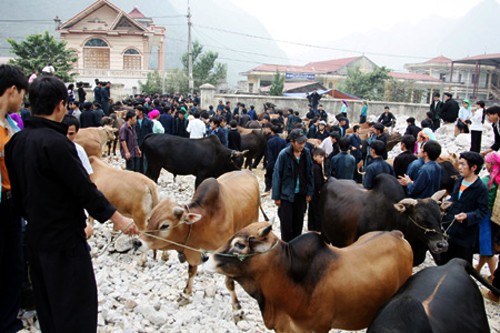 Característico bazar de animales domésticos de Ha Giang - ảnh 3