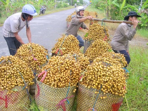 Modelo del cultivo de longan según el estándar VietGAP - ảnh 2