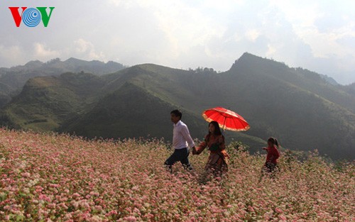 La maravillosa belleza de flores de alforfón en Si Ma Cai - ảnh 1