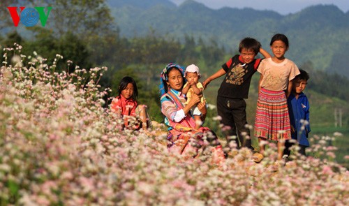 La maravillosa belleza de flores de alforfón en Si Ma Cai - ảnh 8