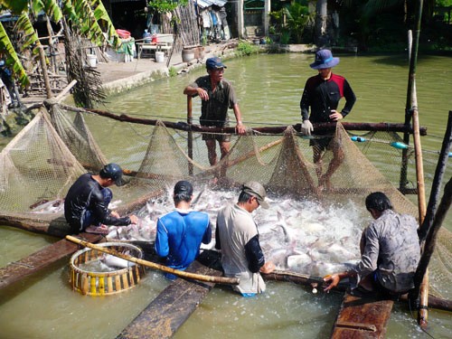 Reestructuración agrícola en Dong Thap - ảnh 2