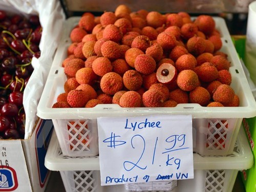 Lichi de Vietnam en Australia  - ảnh 1