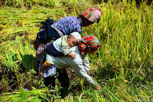 Impresionante naturaleza en trayecto Sapa – Y Ty  - ảnh 19