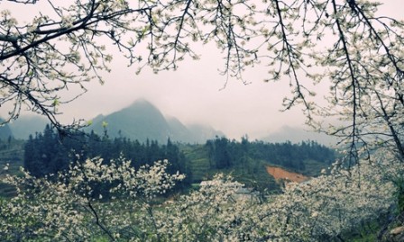 Tierra alta de Moc Chau, destino atractivo para los turistas los fines de semana - ảnh 3