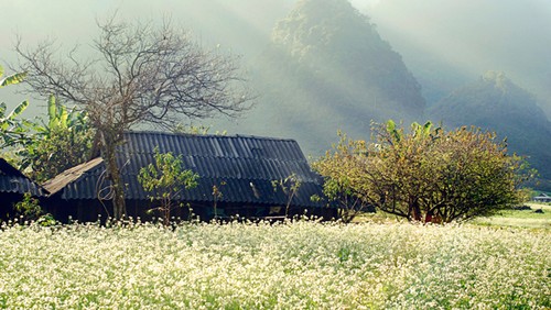 Un día en la tierra alta de Moc Chau - ảnh 5