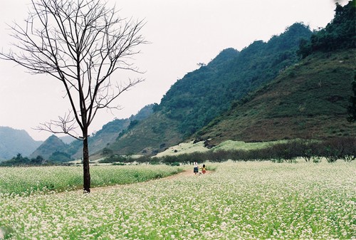 Moc Chau, pradera de 4 estaciones - ảnh 4