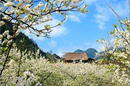 Moc Chau, pradera de 4 estaciones - ảnh 3