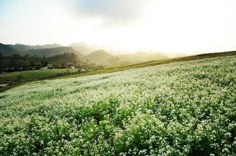 Rabanizas blancas, en la tierra alta de Moc Chau  - ảnh 1