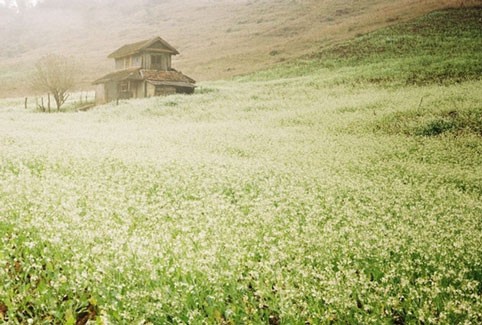 Rabanizas blancas, en la tierra alta de Moc Chau  - ảnh 6