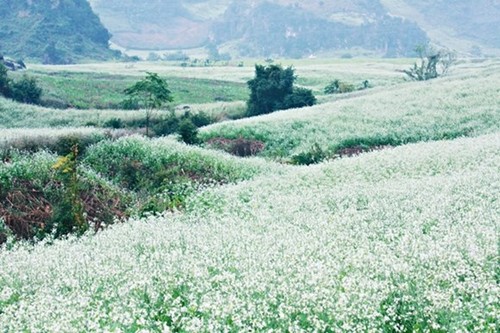 Rabanizas blancas, en la tierra alta de Moc Chau  - ảnh 5