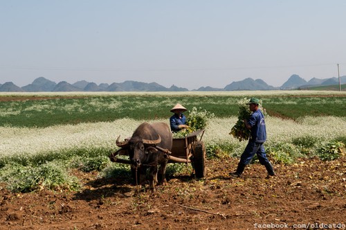 Rabanizas blancas, en la tierra alta de Moc Chau  - ảnh 13