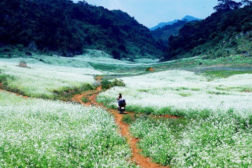 Rabanizas blancas, en la tierra alta de Moc Chau  - ảnh 3