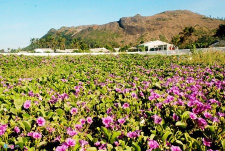 Increíble patrimonio geológico en la isla de Ly Son - ảnh 4