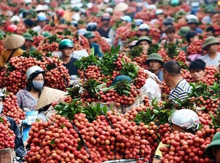 Provincia de Bac Giang promociona su famosa marca de lichi - ảnh 1