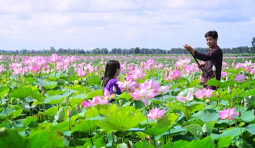 Ritmos de vida de Dong Thap Muoi en época de ascenso de agua - ảnh 4