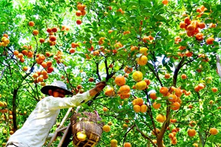 Lai Vung, el reino de las mandarinas - ảnh 2