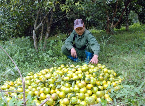 Bac Kan fomenta conexión entre provincias para salida de productos agrícolas - ảnh 1