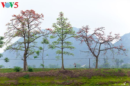 Brilla el color rojo del algodonero en campo norteño de Vietnam - ảnh 11